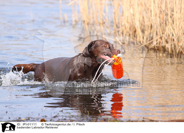 badender Labrador Retriever / bathing Labrador Retriever / IPI-01111