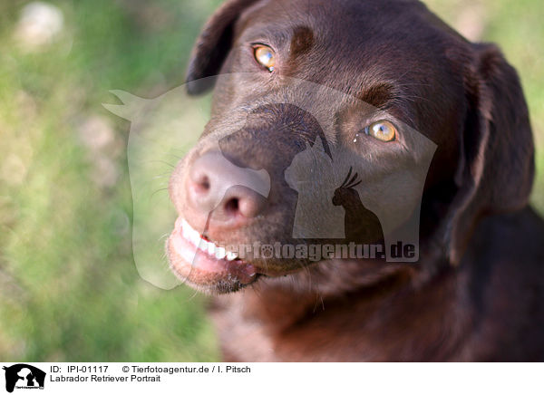 Labrador Retriever Portrait / Labrador Retriever Portrait / IPI-01117
