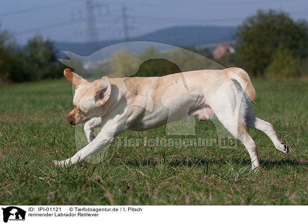 rennender Labrador Retriever / running Labrador Retriever / IPI-01121