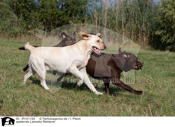 spielende Labrador Retriever / playing Labrador Retriever / IPI-01129