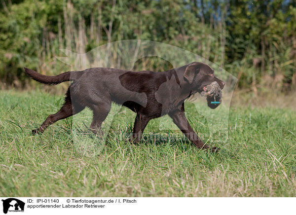 apportierender Labrador Retriever / retrieving Labrador Retriever / IPI-01140