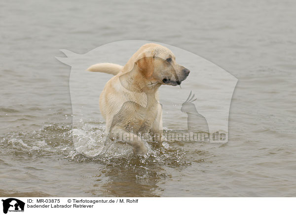badender Labrador Retriever / bathing Labrador Retriever / MR-03875