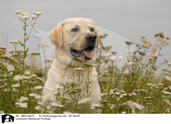 Labrador Retriever Portrait / Labrador Retriever Portrait / MR-03877
