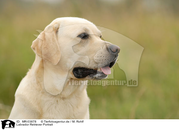 Labrador Retriever Portrait / Labrador Retriever Portrait / MR-03878