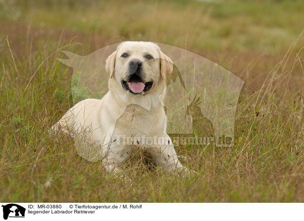 liegender Labrador Retriever / lying Labrador Retriever / MR-03880