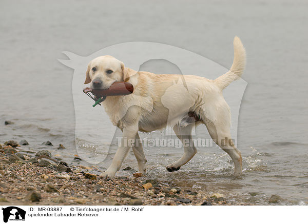 spielender Labrador Retriever / playing Labrador Retriever / MR-03887