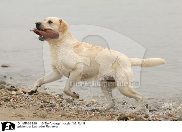 spielender Labrador Retriever / playing Labrador Retriever / MR-03890
