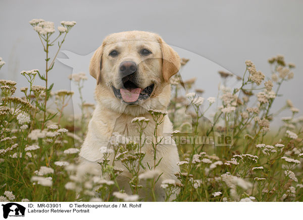 Labrador Retriever Portrait / Labrador Retriever Portrait / MR-03901