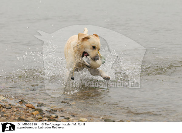apportierender Labrador Retriever / retrieving Labrador Retriever / MR-03910