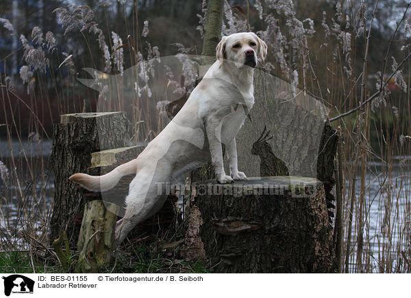 Labrador Retriever / Labrador Retriever / BES-01155