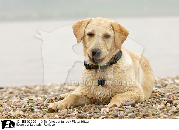 liegender Labrador Retriever / lying Labrador Retriever / BS-02909