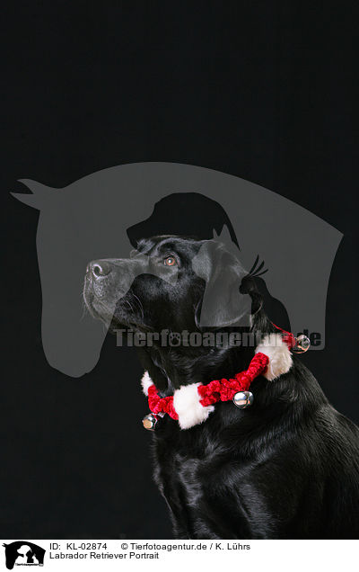 Labrador Retriever Portrait / Labrador Retriever Portrait / KL-02874
