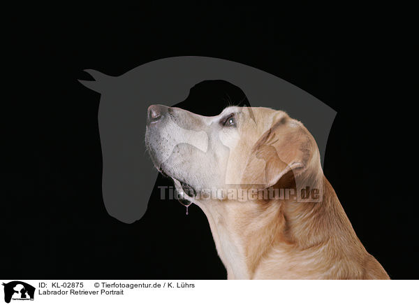Labrador Retriever Portrait / Labrador Retriever Portrait / KL-02875