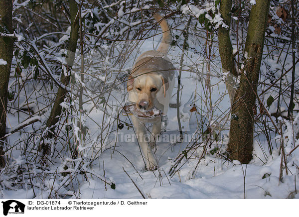 laufender Labrador Retriever / walking Labrador Retriever / DG-01874