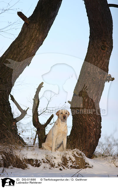 Labrador Retriever / Labrador Retriever / DG-01886