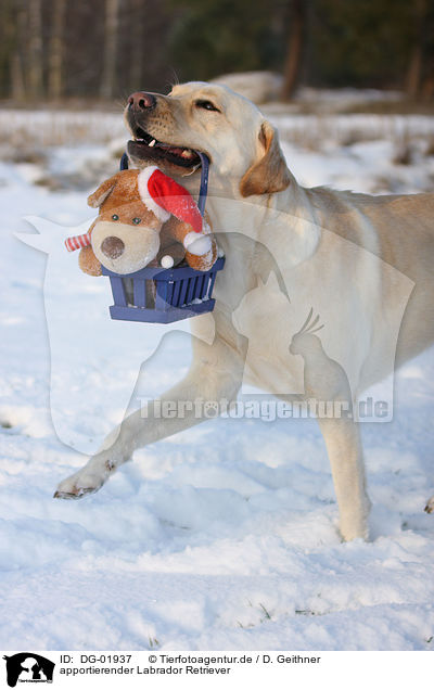 apportierender Labrador Retriever / retrieving Labrador Retriever / DG-01937