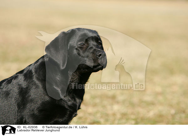 Labrador Retriever Junghund / young Labrador Retriever / KL-02936