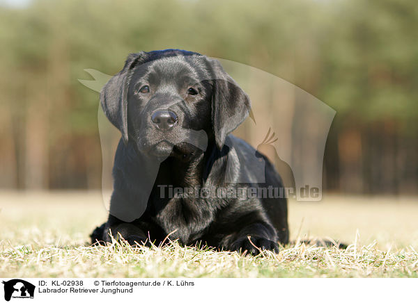 Labrador Retriever Junghund / young Labrador Retriever / KL-02938