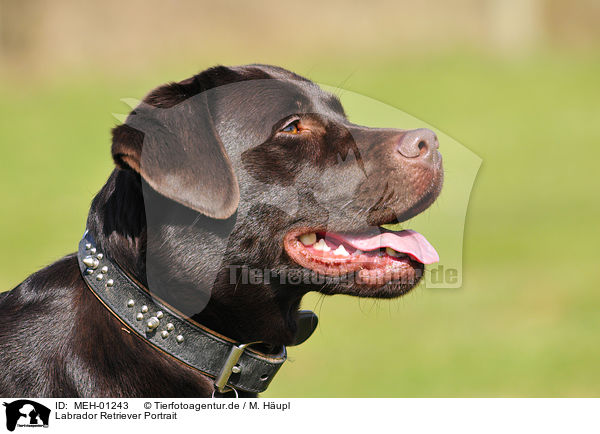 Labrador Retriever Portrait / Labrador Retriever Portrait / MEH-01243
