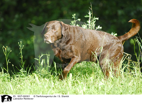Labrador Retriever / SST-06081