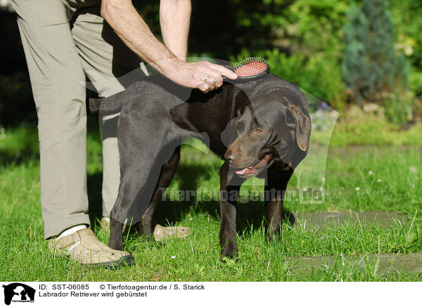 Labrador Retriever wird gebrstet / brushing a Labrador Retriever / SST-06085