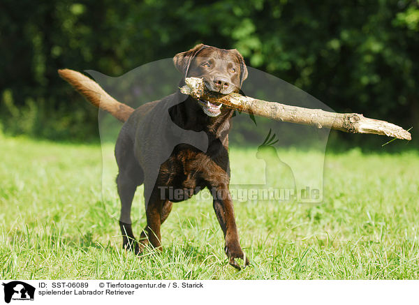 spielender Labrador Retriever / playing Labrador Retriever / SST-06089