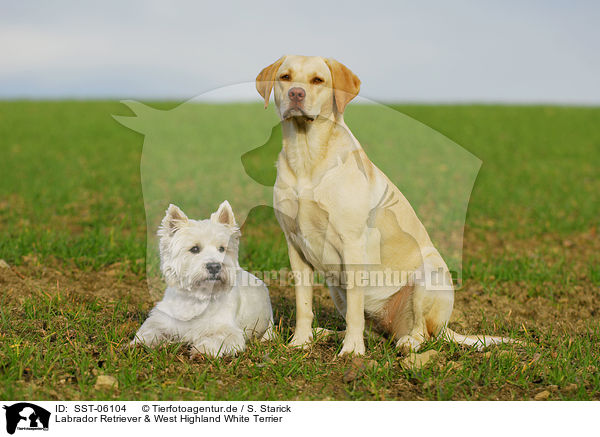 Labrador Retriever & West Highland White Terrier / Labrador Retriever & West Highland White Terrier / SST-06104