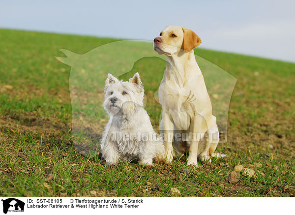 Labrador Retriever & West Highland White Terrier / Labrador Retriever & West Highland White Terrier / SST-06105