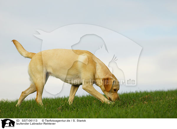 laufender Labrador Retriever / walking Labrador Retriever / SST-06113