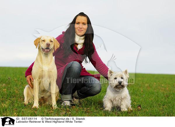 Labrador Retriever & West Highland White Terrier / SST-06114
