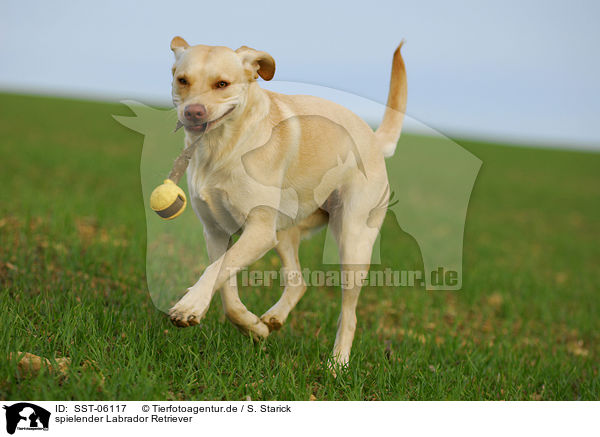 spielender Labrador Retriever / playing Labrador Retriever / SST-06117