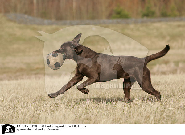 spielender Labrador Retriever / playing Labrador Retriever / KL-03138