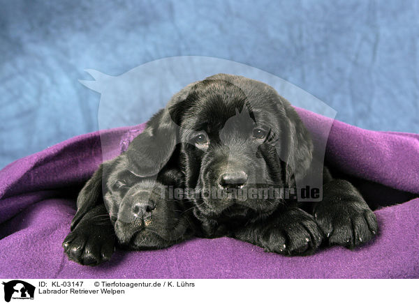Labrador Retriever Welpen / Labrador Retriever Puppies / KL-03147
