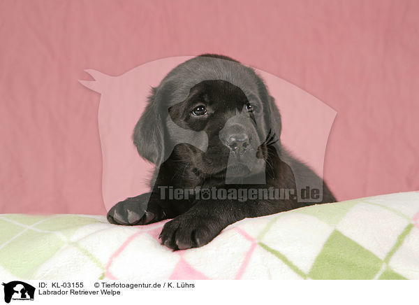 Labrador Retriever Welpe / Labrador Retriever Puppy / KL-03155