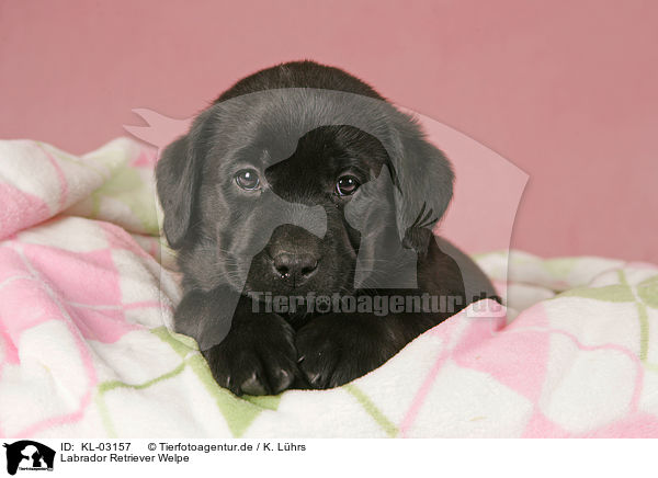 Labrador Retriever Welpe / Labrador Retriever Puppy / KL-03157