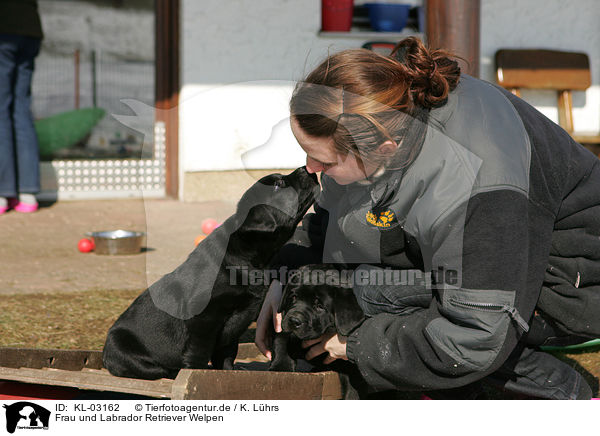 Frau und Labrador Retriever Welpen / KL-03162
