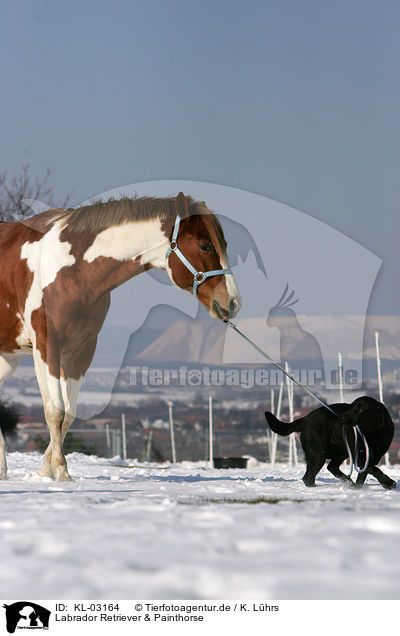 Labrador Retriever & Painthorse / KL-03164