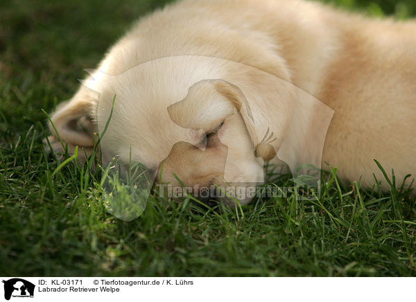 Labrador Retriever Welpe / Labrador Retriever Puppy / KL-03171