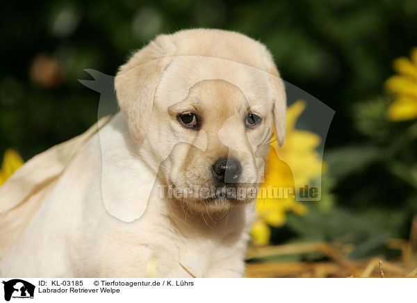 Labrador Retriever Welpe / Labrador Retriever Puppy / KL-03185