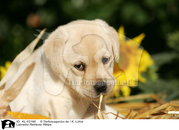 Labrador Retriever Welpe / Labrador Retriever Puppy / KL-03186