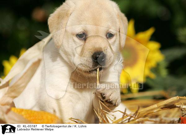 Labrador Retriever Welpe / Labrador Retriever Puppy / KL-03187