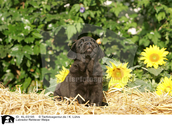 Labrador Retriever Welpe / KL-03195