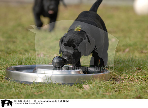 Labrador Retriever Welpe / MR-03933