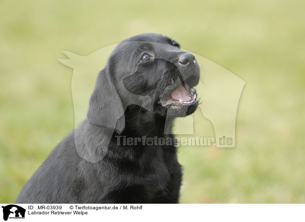Labrador Retriever Welpe / MR-03939