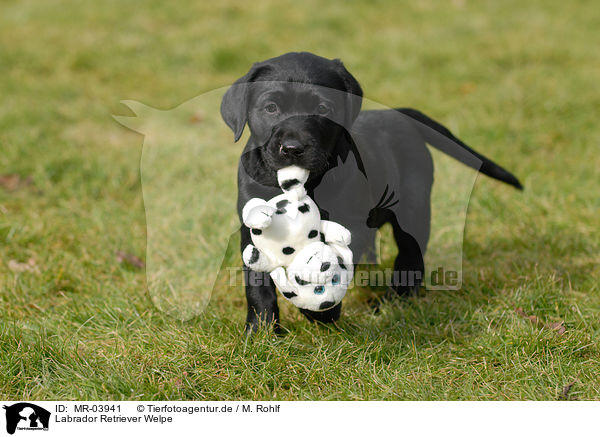 Labrador Retriever Welpe / MR-03941