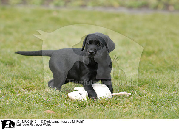 Labrador Retriever Welpe / MR-03942