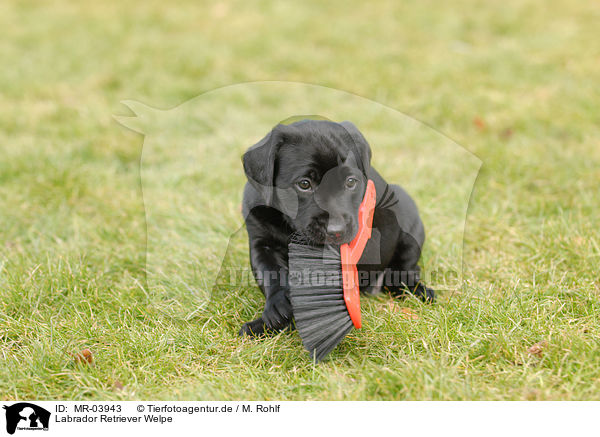 Labrador Retriever Welpe / Labrador Retriever Puppy / MR-03943