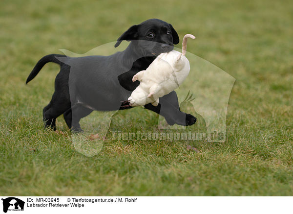 Labrador Retriever Welpe / Labrador Retriever Puppy / MR-03945