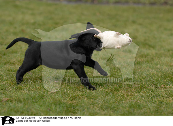Labrador Retriever Welpe / Labrador Retriever Puppy / MR-03946