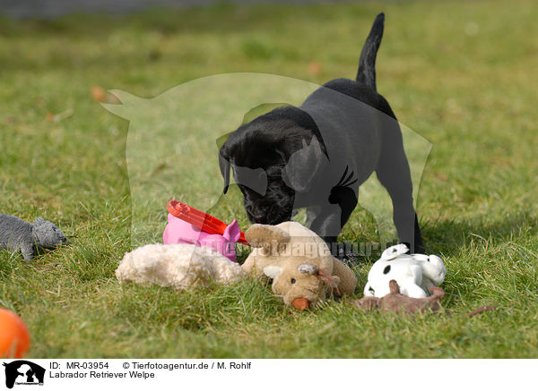 Labrador Retriever Welpe / MR-03954